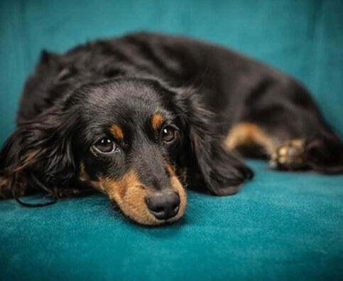 Keeping Your Dog Safe at Holiday Dinners