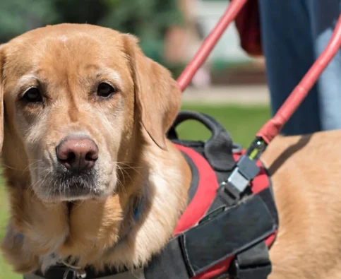 How Should I Interact With Working Dogs, and What is the Difference Between Them?