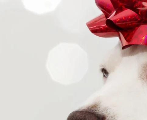 Why Dogs Don’t Make Good Holiday Presents
