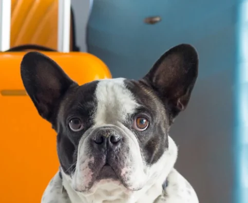 Top Tips for Travelling with Your Dog