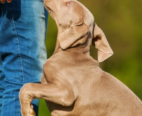 How to Stop Your Dog From Jumping on You