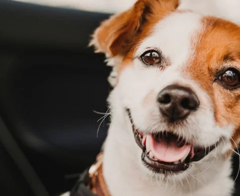 Tips for Avoiding Car Sickness in Dogs