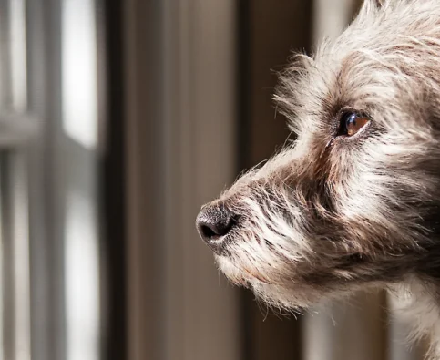 Supporting Your Dog When They Lose a Friend