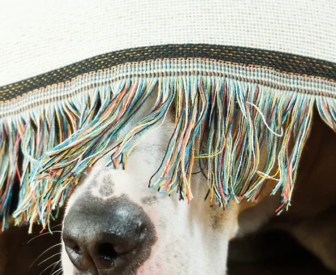 Recognize Signs That Your Dog is Afraid