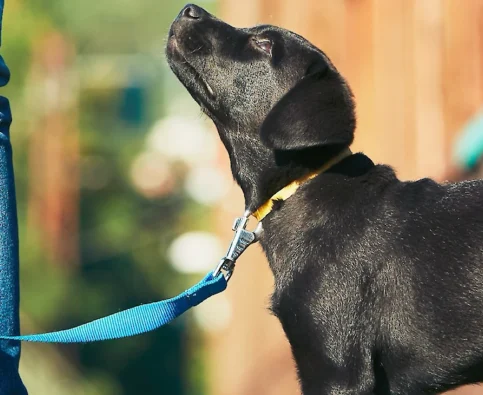 Understand the Importance of Dog Training