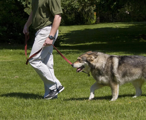 Why It’s Important For Your Dog To Follow You