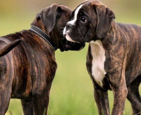 How To Socialize Your Dog – A Guide for Dog Owners