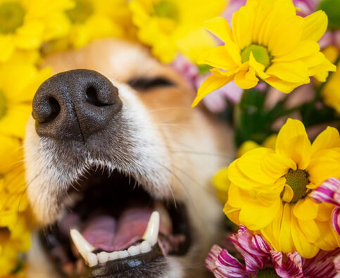 It’s Spring! What Does That Mean For Your Dog?