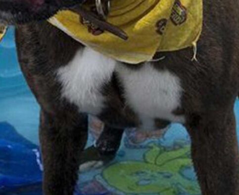 Keep Your Pooch Safe at the Pool