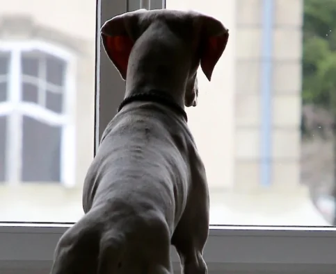 What to do if Your Dog Starts Slipping Back into Old Habits