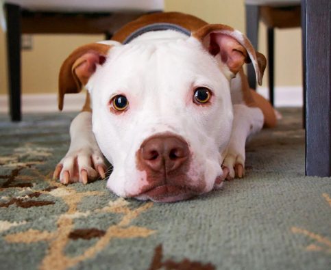 When You’ve Been Told There’s No Hope For Your Dog