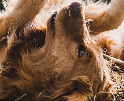 Bringing Home A Rescue Dog