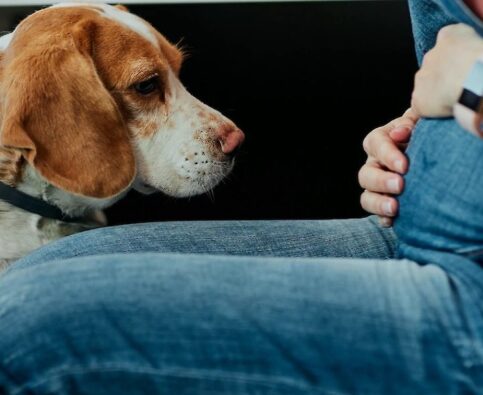 Prepare Your Dog for Your New Baby Before the Baby Arrives