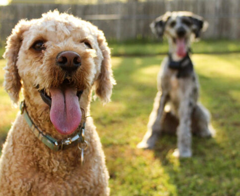 The Pros and Cons of Getting a Second Dog