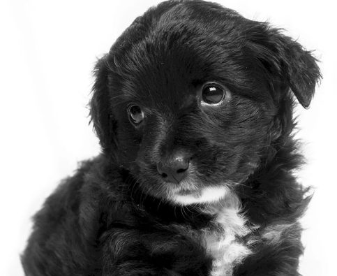 Puddle Prevention: 8 Tips for Successfully Toilet Training Your Puppy!