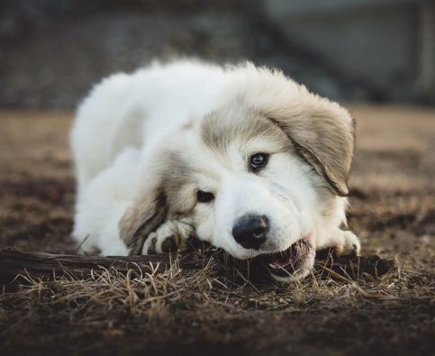 Puppy Chewing: Naughty or Natural?