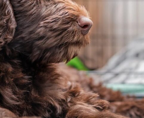Should I Crate Train My New Puppy