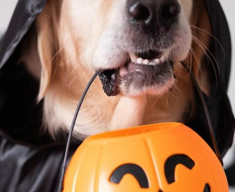 Things to consider this Halloween