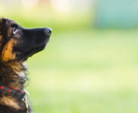 Three Important Rules of Pet Communication