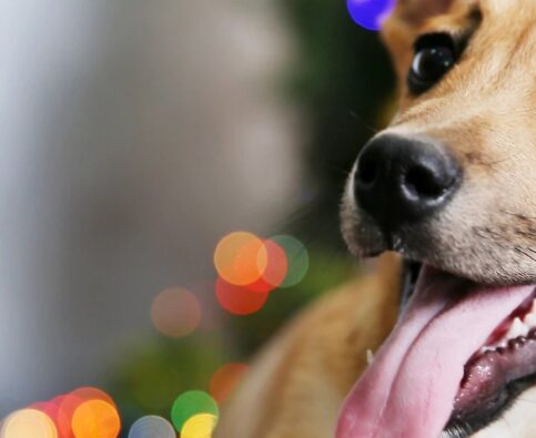 Tips for Dog-Friendly Holiday Decorating