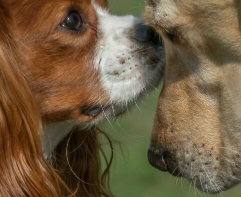 Tips for Introducing Two Individual Dogs