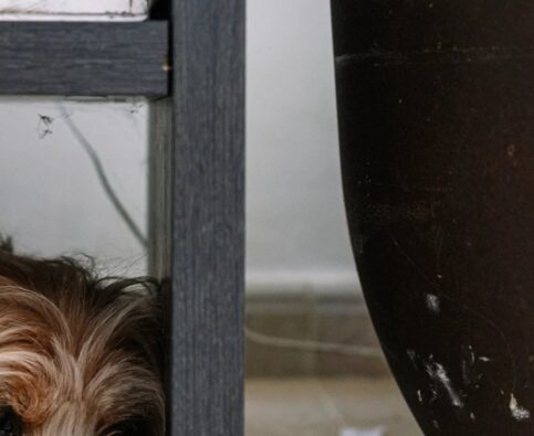 Tips for Managing Your Dog’s Fear of Thunderstorms