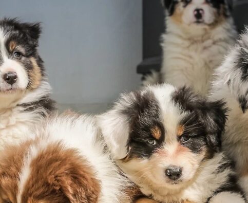 Tips for Training Your New Puppy