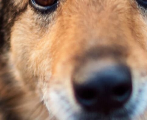 Want fulfillment? Considered fostering a dog in need…