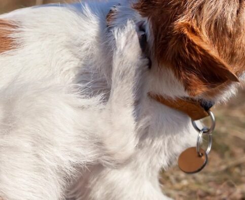 What’s Really Behind Your Dog’s Itching