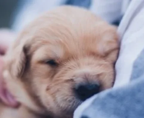 Keeping Your Puppy Well Protected