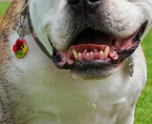 Your Pet’s ID Information