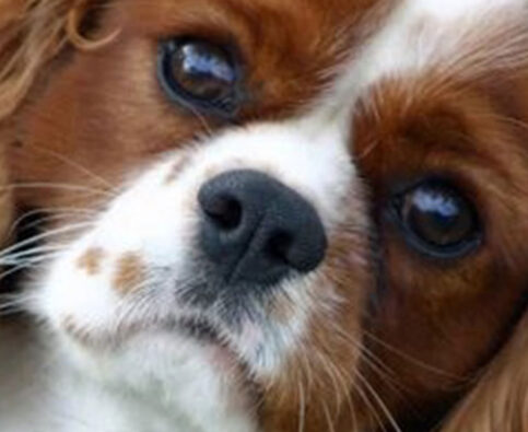 Mixed Signals: What You Are Really Telling Your Dog?