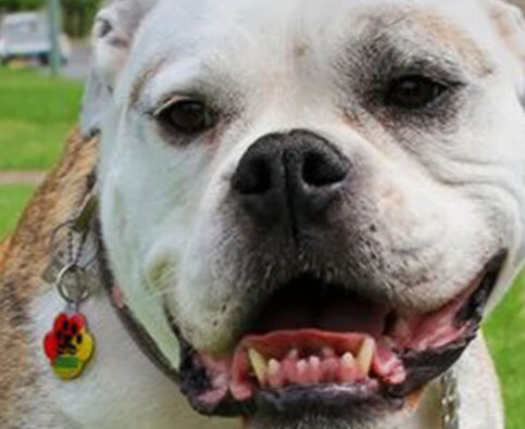 How Your Pet’s Microchip and Identification Tags Work Together