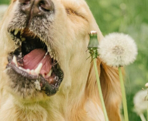 Can I Still Have a Dog If I’m Allergic?