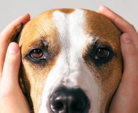 Fireworks and Dogs: How to Avoid Disaster