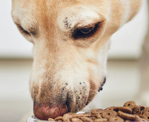 Help for Dogs with Food Aggression