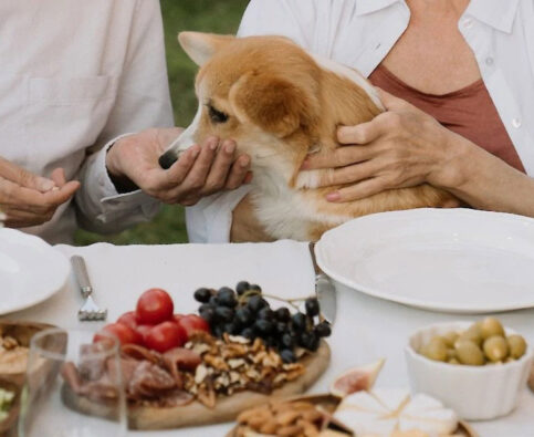 How to Have Visitors and Maintain Your Dog’s House Rules