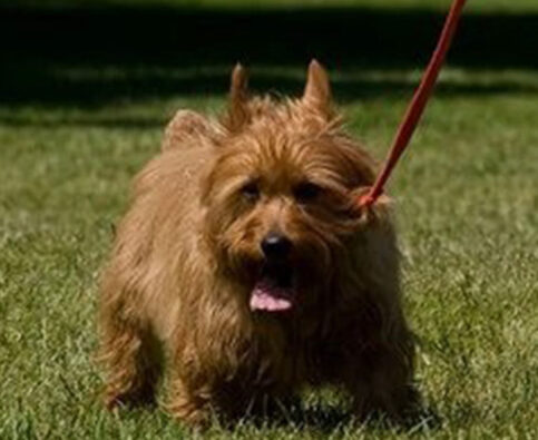 Safely Ramping Up Your Dog’s Fitness Level
