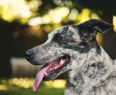 Meet the “A” of our A-Z Breed Series: The Australian Cattle Dog!