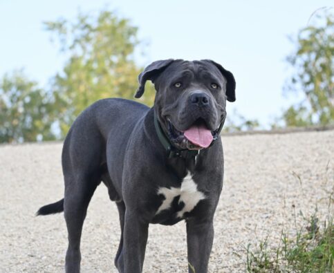 Meet the “C” of our A-Z Breed Series: The Cane Corso!