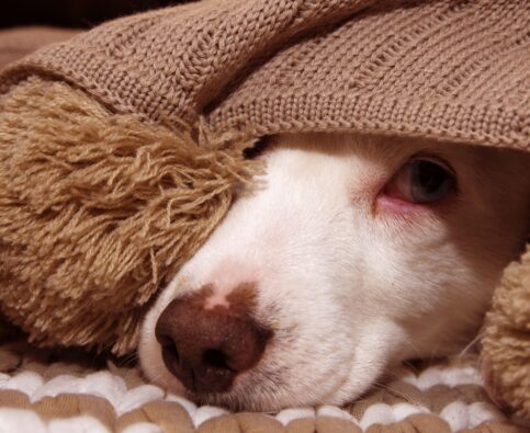 Effective Solutions for Managing Dog Separation Anxiety