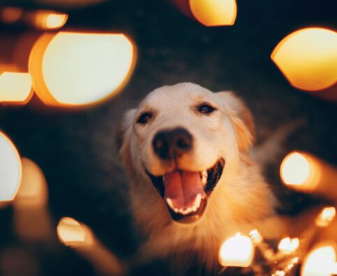 How to Help Your Dog Safely Enjoy the Holidays