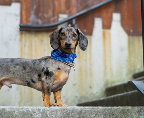 Meet the “D” of our A-Z Breed Series: The Dachshund!