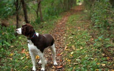 Meet the “E” of our A-Z Breed Series: The English Springer Spaniel!