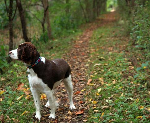 Meet the “E” of our A-Z Breed Series: The English Springer Spaniel!