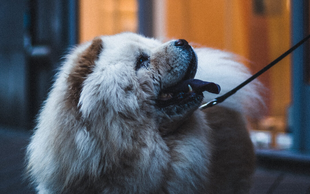 How to Stop Your Dog From Pulling on the Leash: A Proven Method That Works