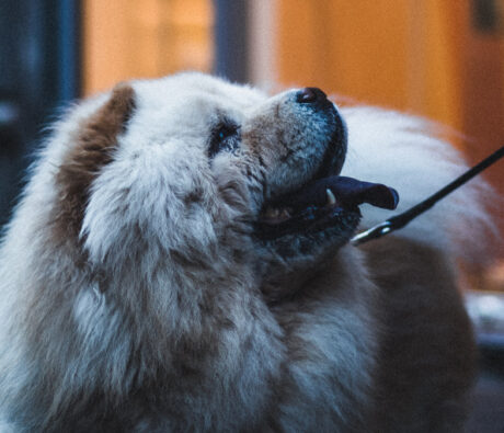How to Stop Your Dog From Pulling on the Leash: A Proven Method That Works