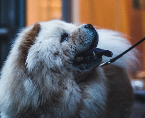 How to Stop Your Dog From Pulling on the Leash: A Proven Method That Works