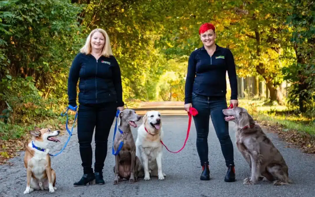 Top 5 Reasons Why Bark Busters is the Best Franchise for First-Time Business Owners