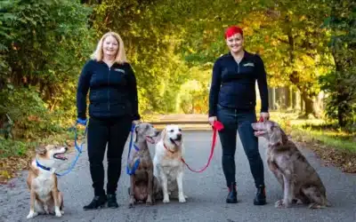 Top 5 Reasons Why Bark Busters is the Best Franchise for First-Time Business Owners